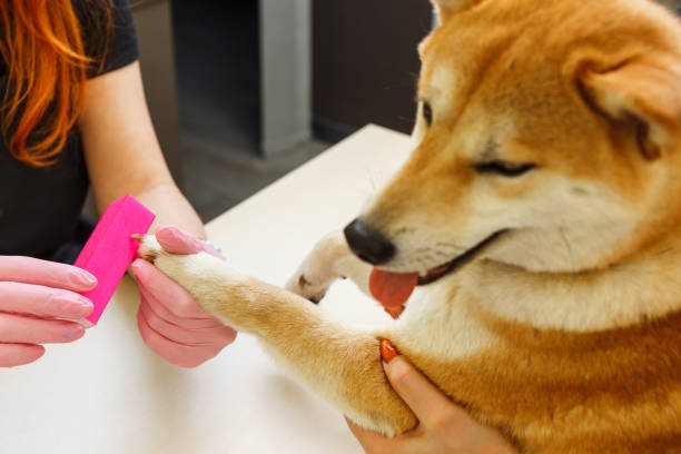 Alimentation et santé : prévenir les carences chez le chien