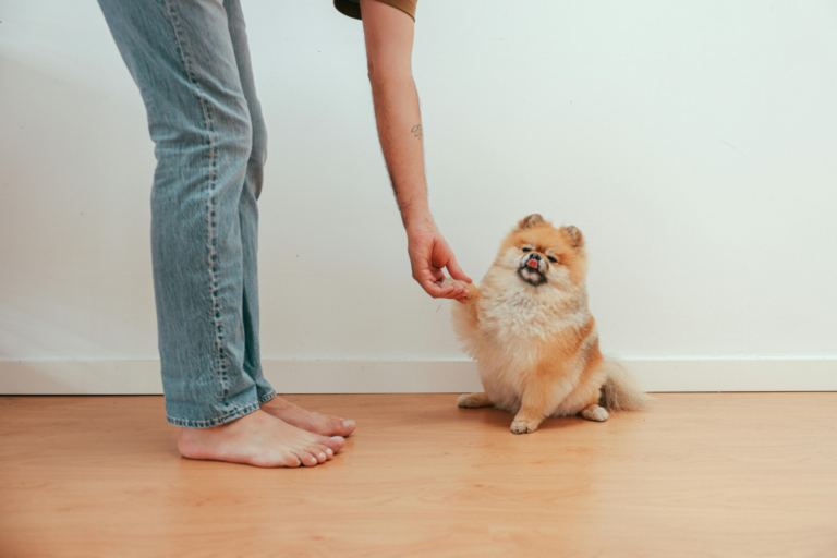 Les erreurs courantes à éviter lors de la formation de base d’un chien