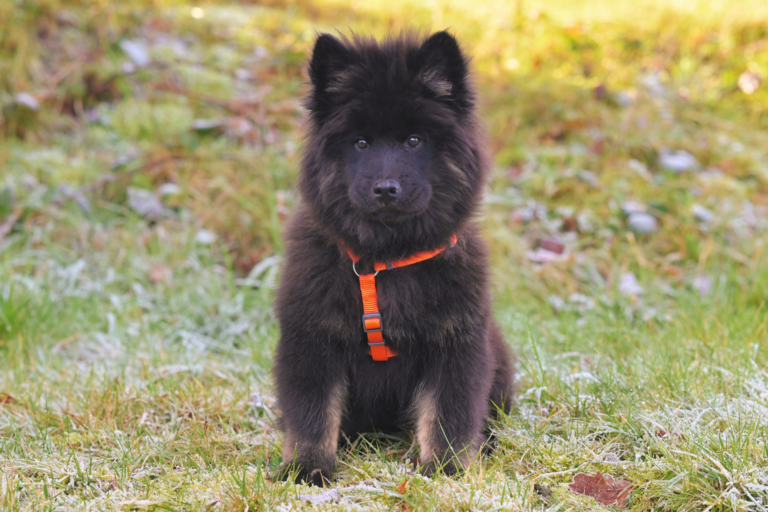 À quel moment commencer la formation de base de votre chien ? Guide selon les races