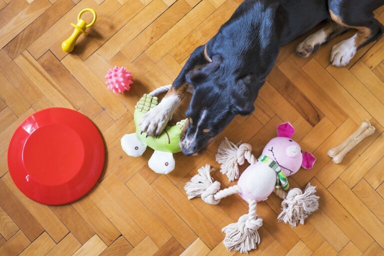 Les meilleurs jouets d’intérieur pour chiens énergiques