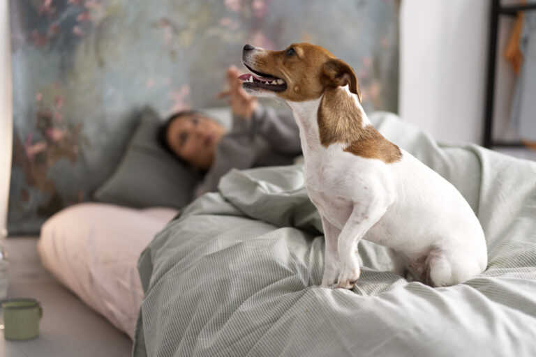 Apprendre des tricks amusants à votre chien à la maison