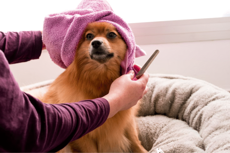 Nettoyer les oreilles de son chien : guide pas à pas
